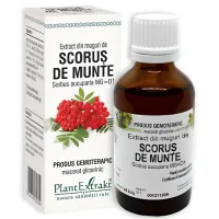 Extract Din Muguri De Scorus de Munte 50ml  Plantextrakt
